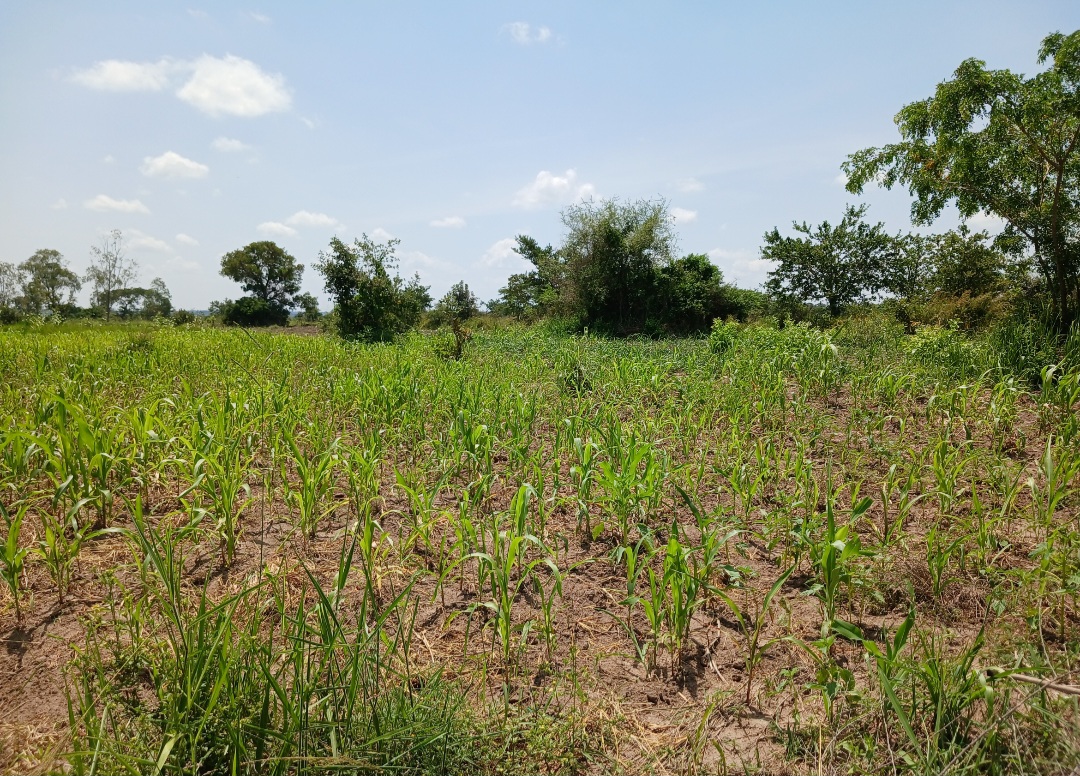 10,000 Farmers. One Harvest of Hope.